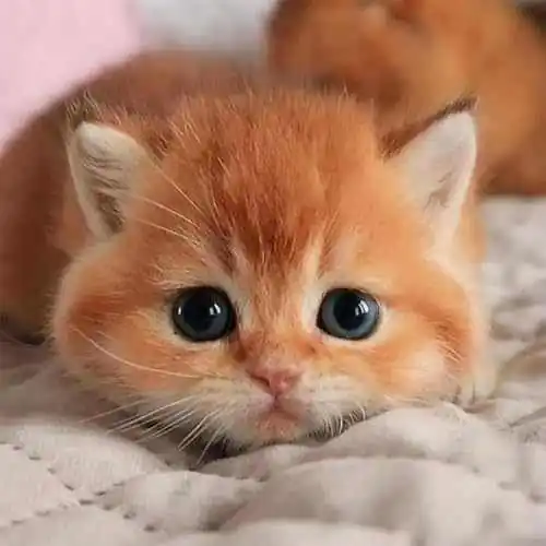 2025 Realistico Gatto Robotica Per Bambini e Adulti - Dettaglio